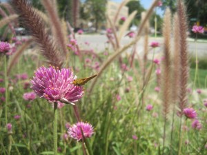 A member of the order Lepidoptera enjoys my favorite green space in Chicago, Garfield Park Conservatory.